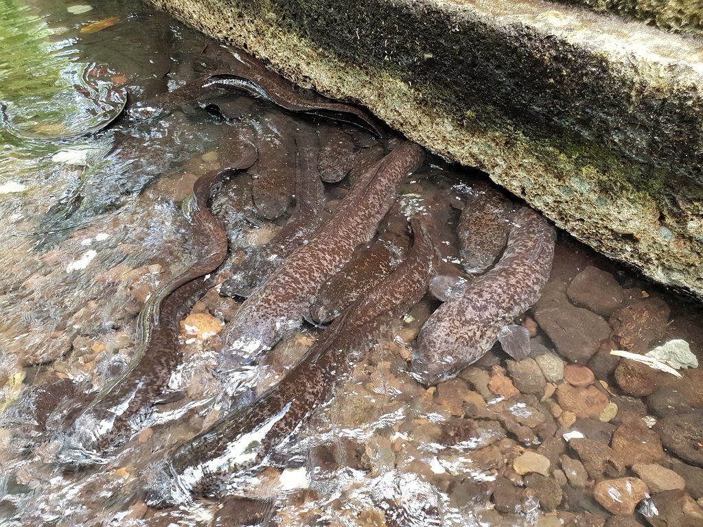 Les anguilles sacrées de Faie à Huahine